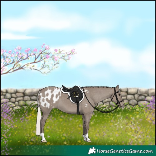 Horse Color:Silver Grullo Appaloosa
