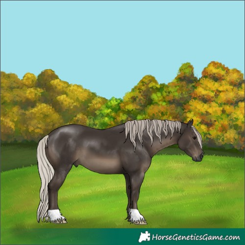 Horse Color:Gray Silver Black 