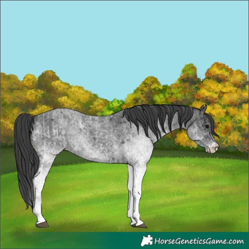 Horse Color:White Spotted Blue Roan Rabicano and White Spotted Blue Roan Varnish Rabicano