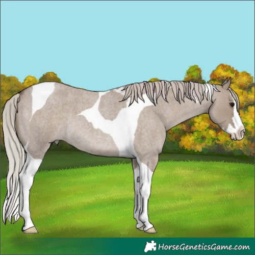 Horse Color:Silver Grullo Roan Splash Tobiano