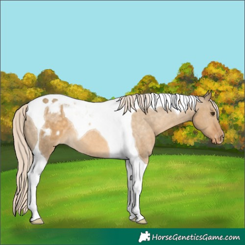 Horse Color:Chocolate Palomino Dun Tobiano Varnish 