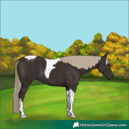 Horse Color:Liver Chestnut Tobiano