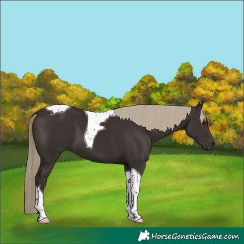 Horse Color:Liver Chestnut Tobiano