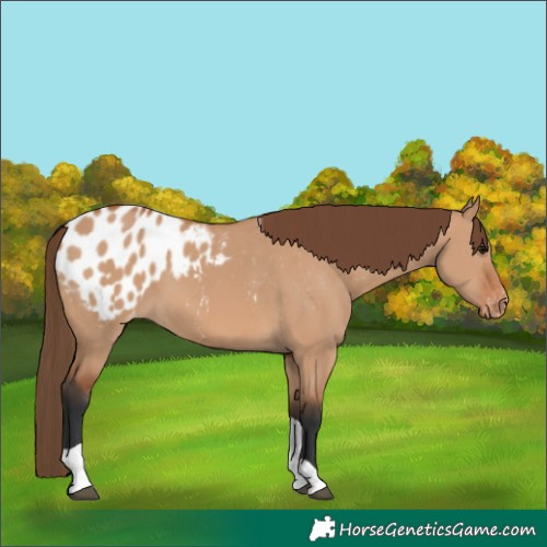Horse Color:Bay Dun Tobiano Blanket 