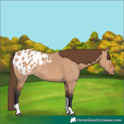 Horse Color:Bay Dun Tobiano Appaloosa