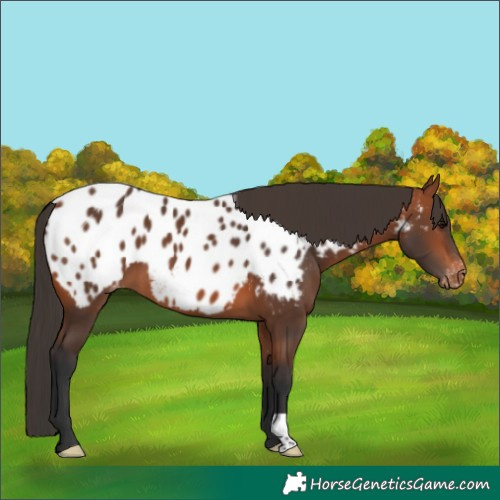 Horse Color:Bay Near Leopard