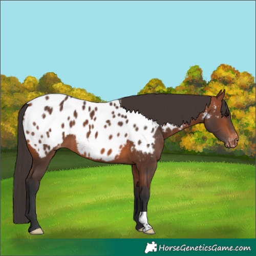 Horse Color:Bay Appaloosa