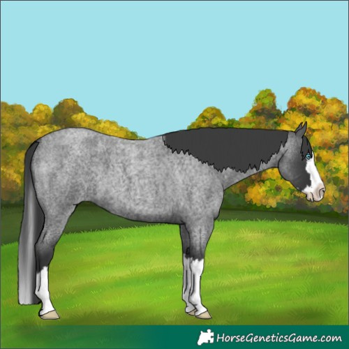 Horse Color:Blue Roan Splash