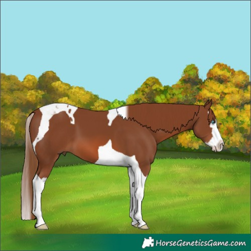 Horse Color:Chestnut Splash Tobiano