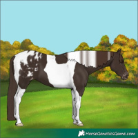 Horse Color:Liver Chestnut Tobiano Blanket