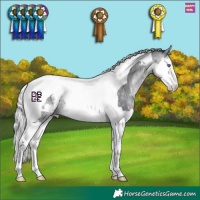 Horse Color:Silver Bay Chinchilla Sabino Splash Tobiano Appaloosa