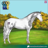 Horse Color:Silver Bay Chinchilla Sabino Splash Tobiano Appaloosa 