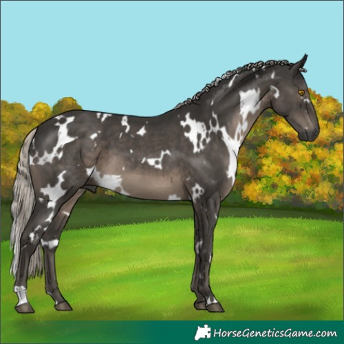 Horse Color:Gray White Spotted Silver Black 