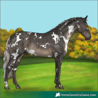 Horse Color:Gray White Spotted Silver Black