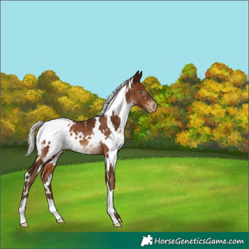 Horse Color:Gray White Spotted Silver Bay Pearl Appaloosa 