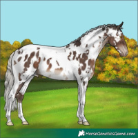 Horse Color:White Spotted Silver Black Tobiano Appaloosa 