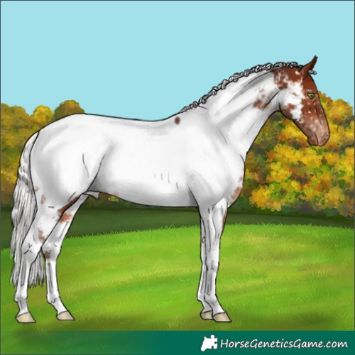 Horse Color:White Spotted Silver Brown Tobiano Near Fewspot