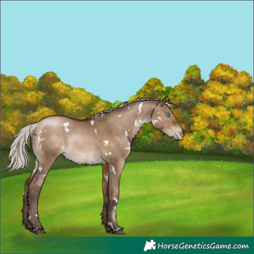Horse Color:Gray White Spotted Silver Brown Pearl Dun Rabicano 