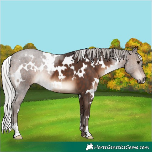 Horse Color:White Spotted Silver Brown