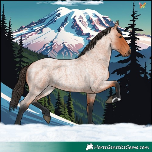 Horse Color:Bay Roan 
