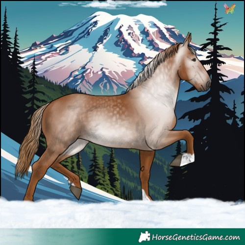 Horse Color:Gray Chestnut 