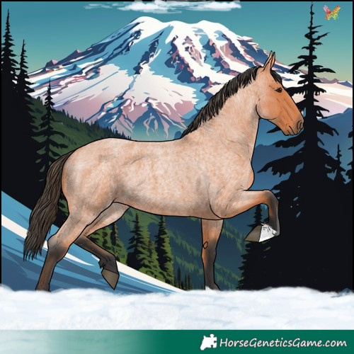Horse Color:Bay Roan
