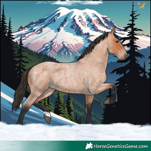Horse Color:Bay Roan