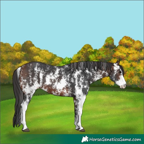 Horse Color:Bay Sabino  and Brown Sabino 