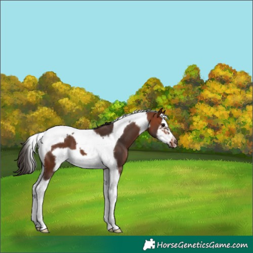 Horse Color:Bay Splash Tobiano Frame 