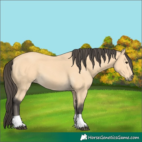 Horse Color:Buckskin 