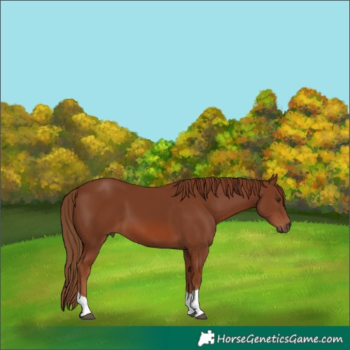 Horse Color:Chestnut Tobiano 