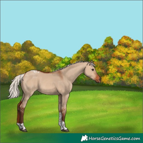 Horse Color:Silver Bay Dun Tobiano 