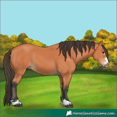 Horse Color:Bay 