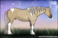 Horse Color:Silver Bay Dun Sabino Tobiano Rabicano