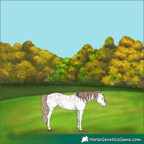 Horse Color:Bay Roan Dun Splash Tobiano Appaloosa Rabicano