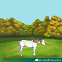 Horse Color:Bay Roan Dun Splash Tobiano Appaloosa Rabicano 