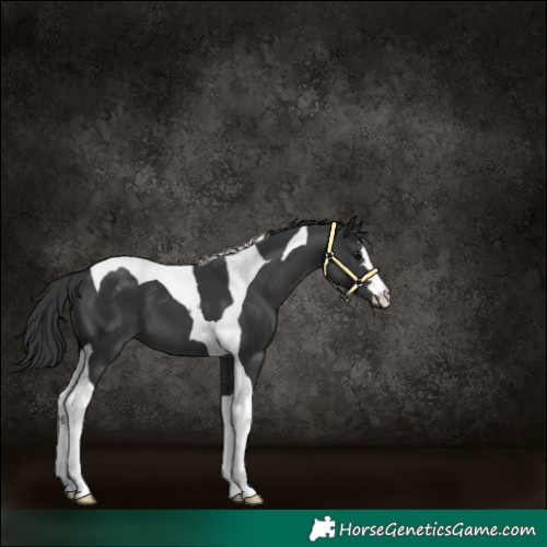 Horse Color:Black Tobiano Appaloosa 
