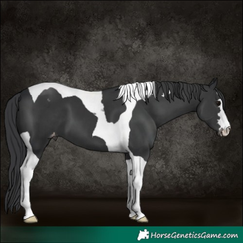 Horse Color:Black Tobiano Varnish