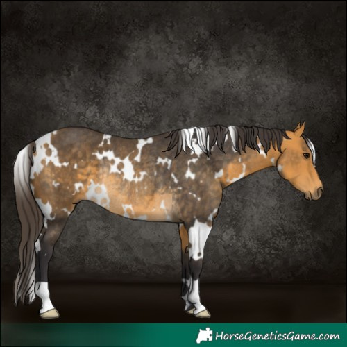 Horse Color:White Spotted Buckskin Rabicano 