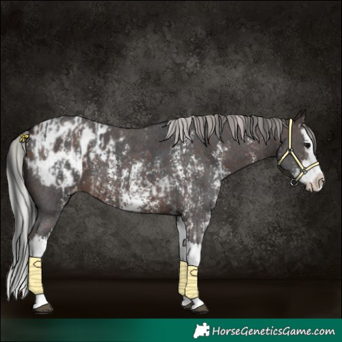 Horse Color:Brown Sabino Splash Appaloosa  and Silver Brown Sabino Splash Appaloosa 