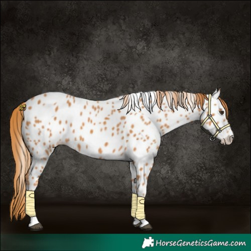 Horse Color:Chestnut Near Leopard