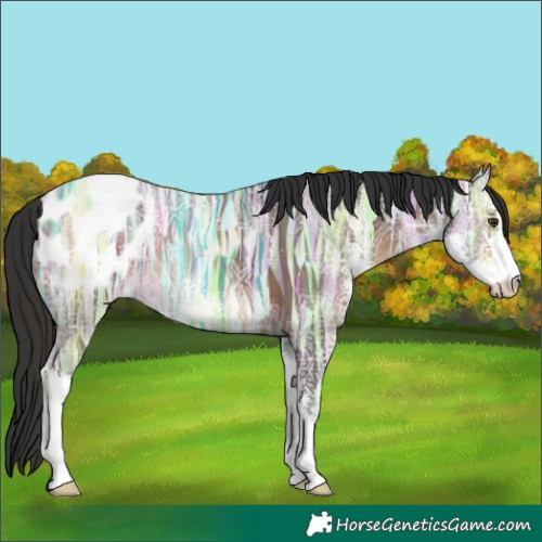 Horse Color:Liver Chestnut Ice Sabino Appaloosa