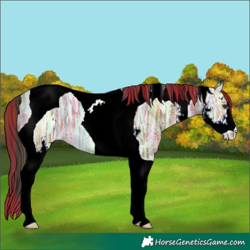 Horse Color:Plaid Liver Chestnut Ice Sabino Tobiano Appaloosa