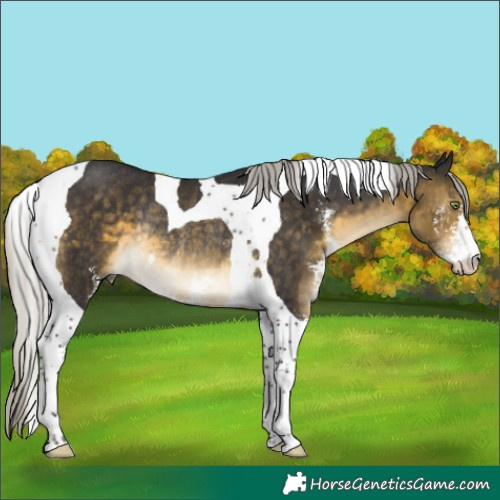 Horse Color:Silver Buckskin Sabino Tobiano Rabicano