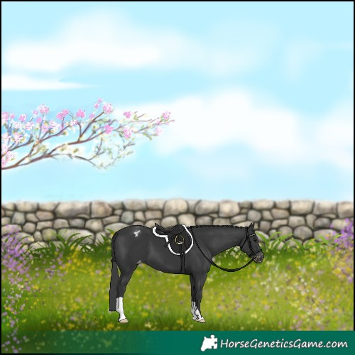 Horse Color:Black Appaloosa 