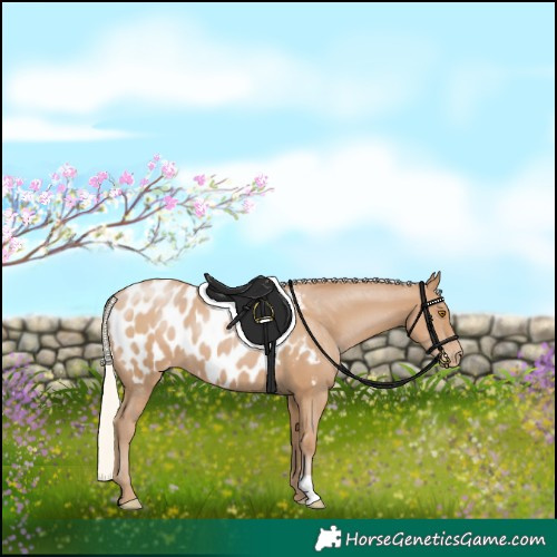 Horse Color:Silver Black Pearl Appaloosa 