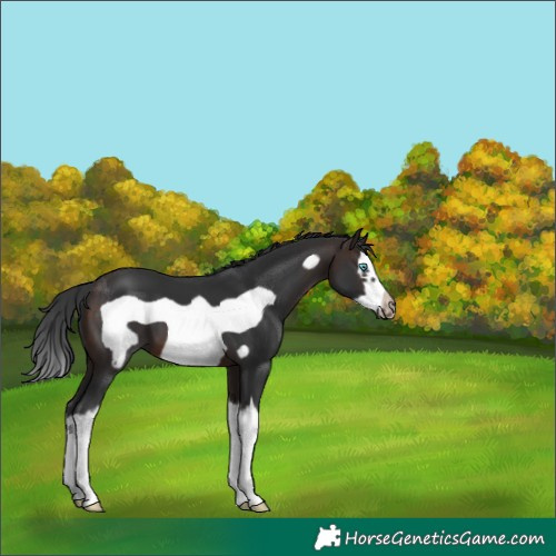 Horse Color:Brown Splash Frame 