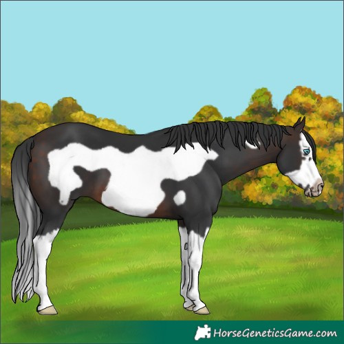 Horse Color:Brown Splash Frame 