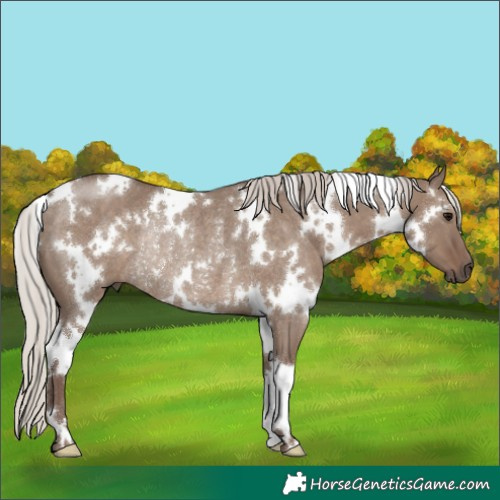 Horse Color:White Spotted Silver Grullo Rabicano 