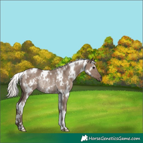 Horse Color:White Spotted Silver Grullo Rabicano 